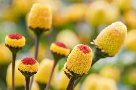 Ingwer und Parakresse